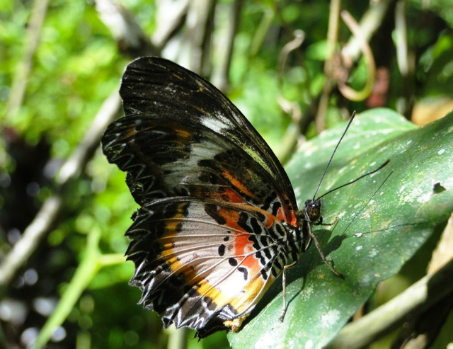 butterfly garden in bohol1.png