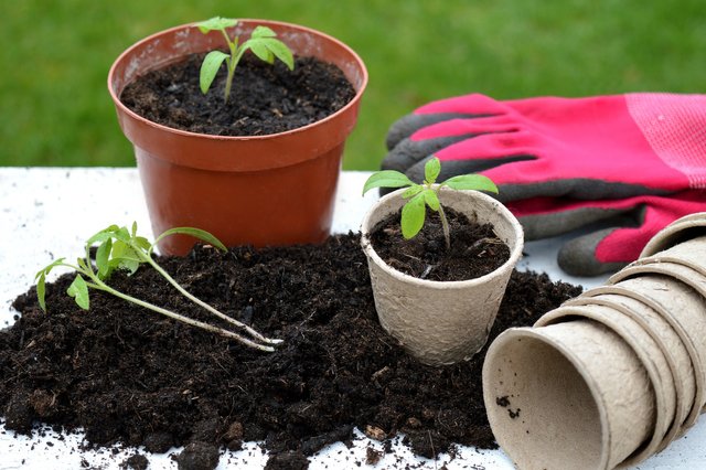 tomato-plants-7049277_1920.jpg