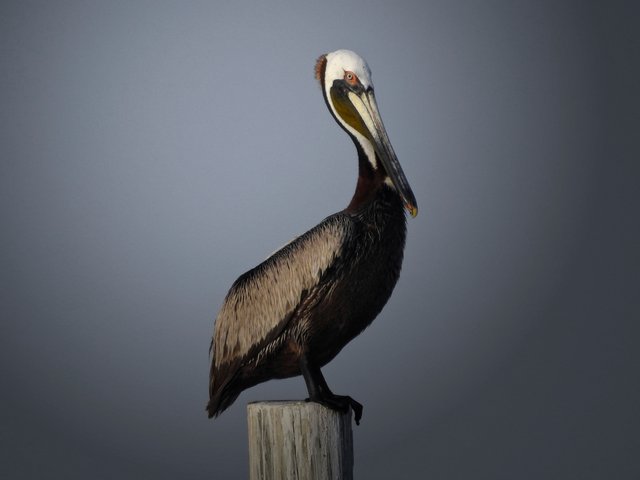 pelicans18FINAL.jpg