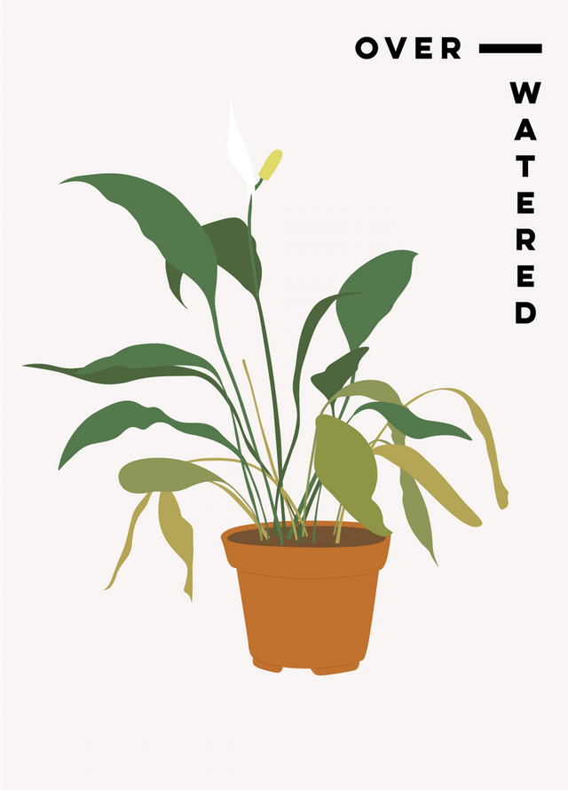 Yellow-Leaf-Plants_1_preview.png