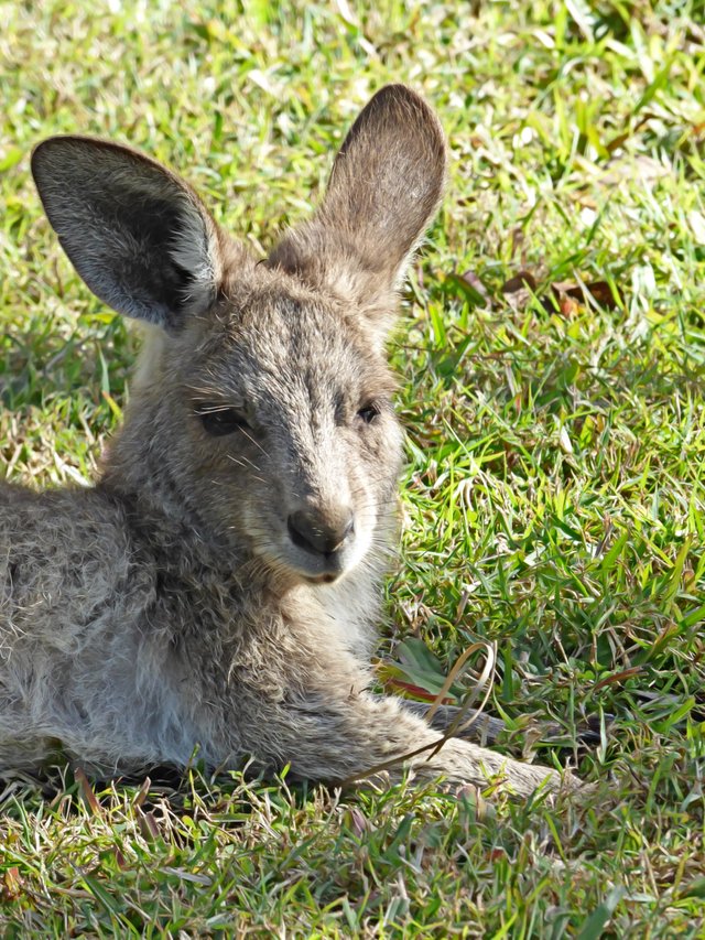 Kanga in grass.jpg