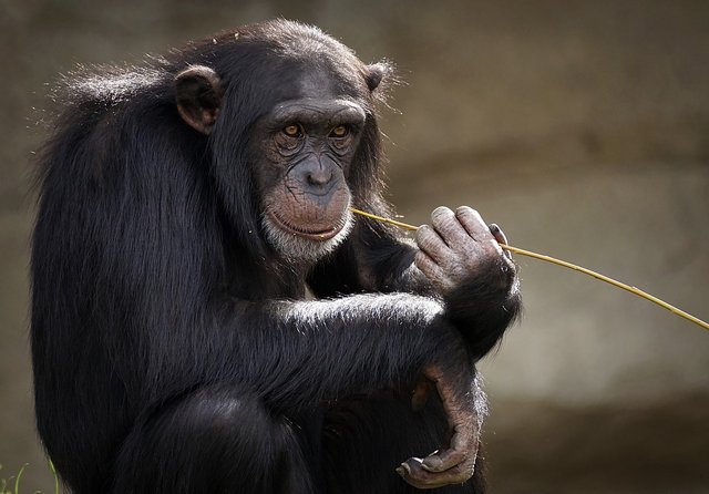 chimpanzee-3703230_1280.jpg