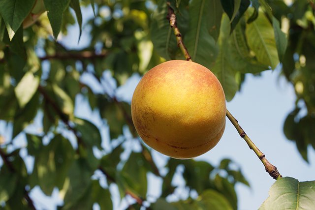 A_Peach_Fruit_Hanging_02_s.jpg