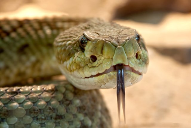 rattlesnake-653642.jpg