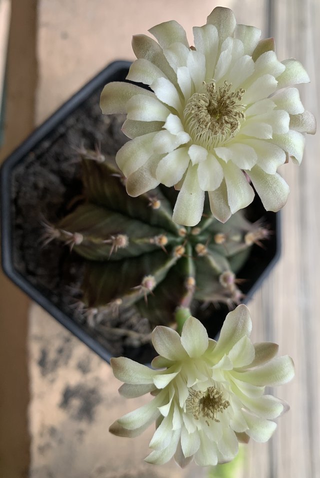 cacti25.jpg