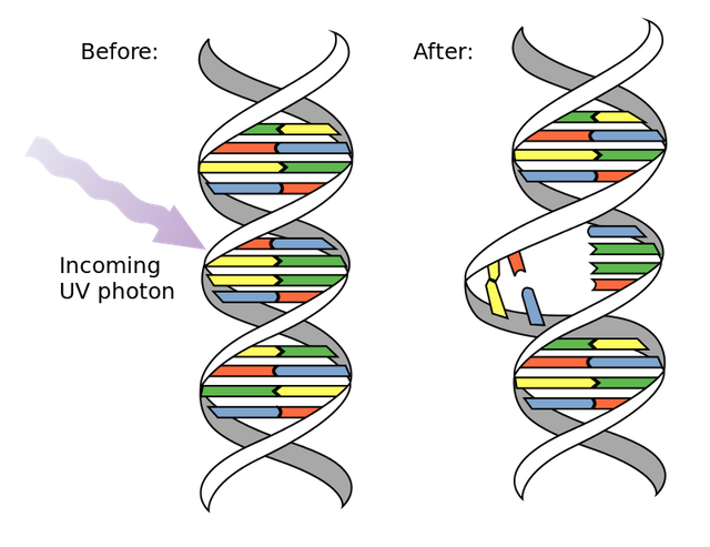 800px-DNA_UV_mutation.svg.png