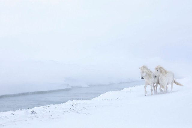 animal-photography-icelandic-horses-in-the-realm-of-legends-drew-doggett-4-5b5afbd45e718__880.jpg