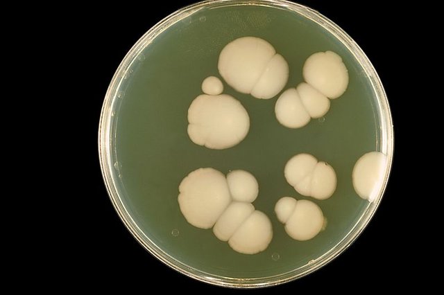 800px-Candida_albicans_PHIL_3192_lores.jpg