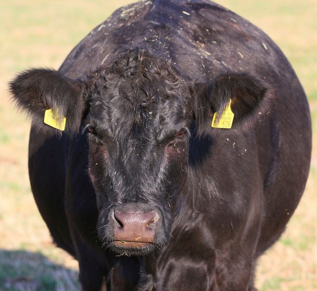 cow-3755950_1920.jpg