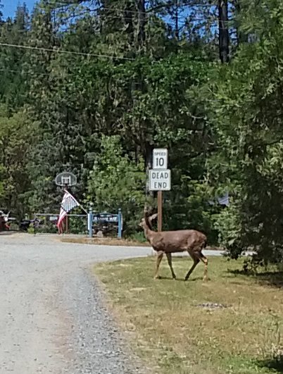 Deer&flag_sm.jpg