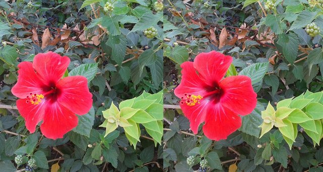 stereo-pair-red-flower-avsallar-2015.jpg