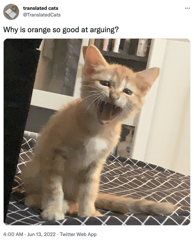 translated-cats-translated-cats-why-is-orange-so-good-at-arguing-400-am-jun-13-2022-twitter-web-app.png