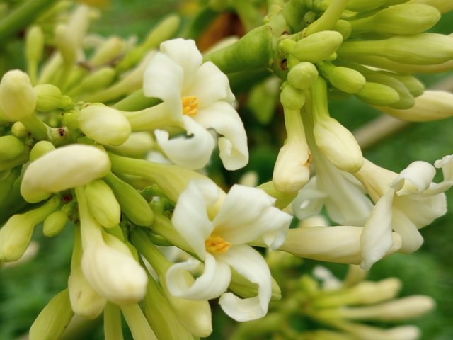 পেপে (3).jpg