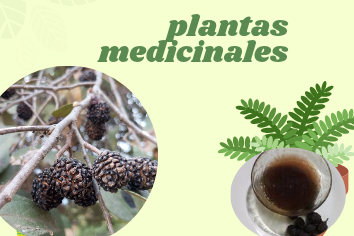 plantas medicinales_20250317_195602_0000.png