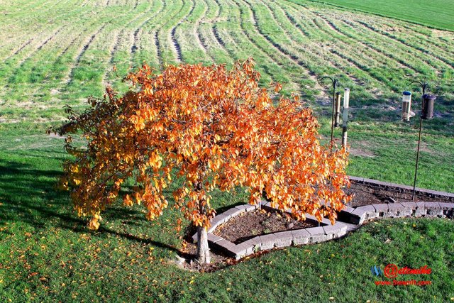 landscape trees fall leaves A10-19_0004.JPG