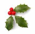 38259707-holly-leaves-and-red-berries-isolated-on-white-background-.jpg