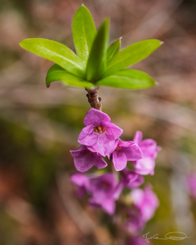 2019-03-11-Daphne-mezereum-Seidelbast-03.jpg