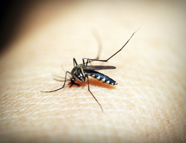 mosquito-1548947.jpg
