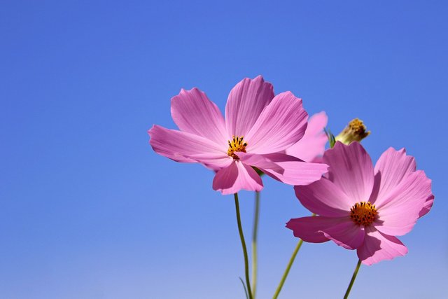 cosmos-6680031_1280.jpg