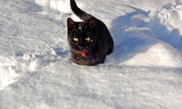 The cat who loves the snow.jpg