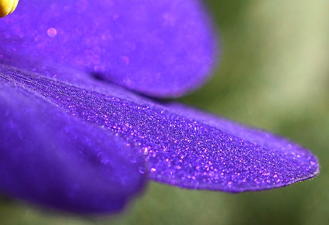 african violet navy blue macro 6.jpg