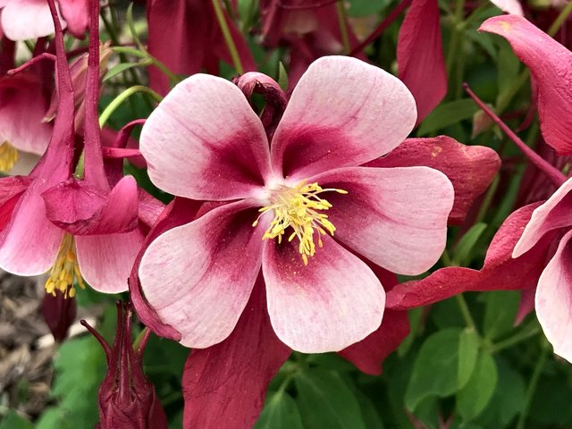 a columbine 1.jpg