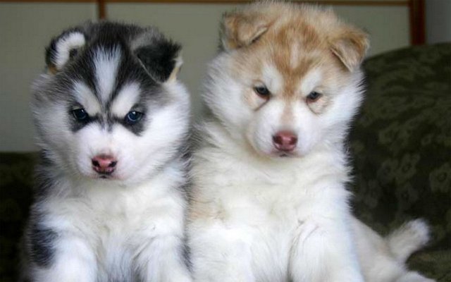 m-perros-husky-siberiano.html.jpg