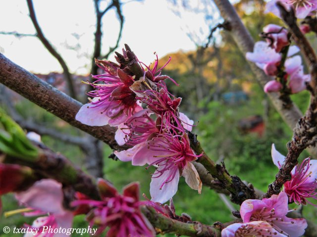 Flores de melocotón-2.jpg