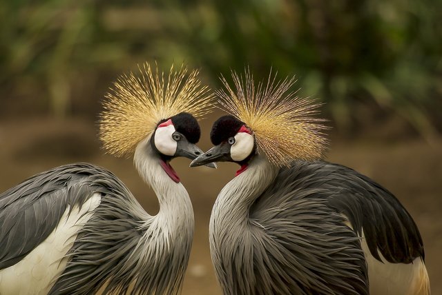 grey-crowned-crane-540657_1920.jpg