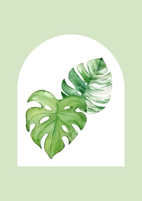 monstera-leaves-7406877_640.jpg