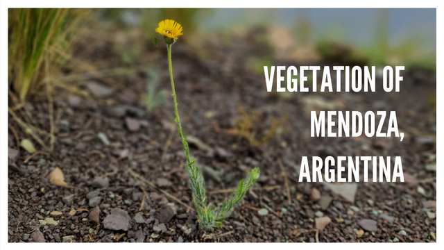 Vegetation of Mendoza, Argentina.png