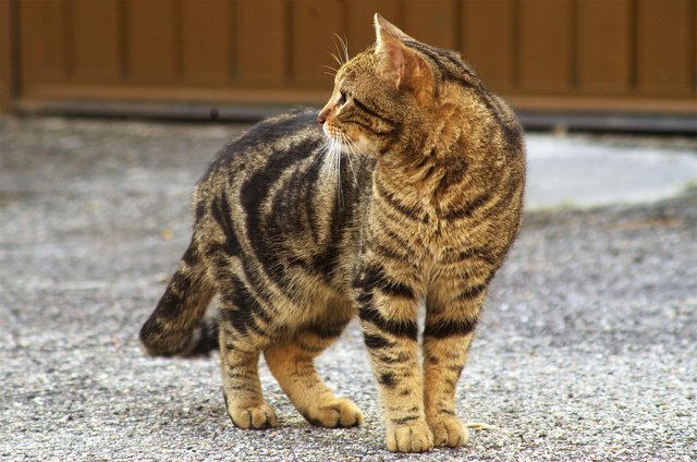 cat-3423417_1280.jpg