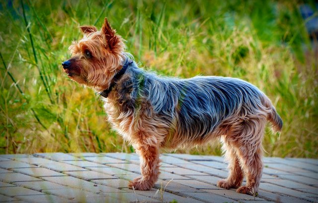 yorkshire-terrier-5540250_1280.jpg