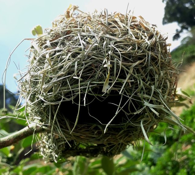 destroyed nest.jpg