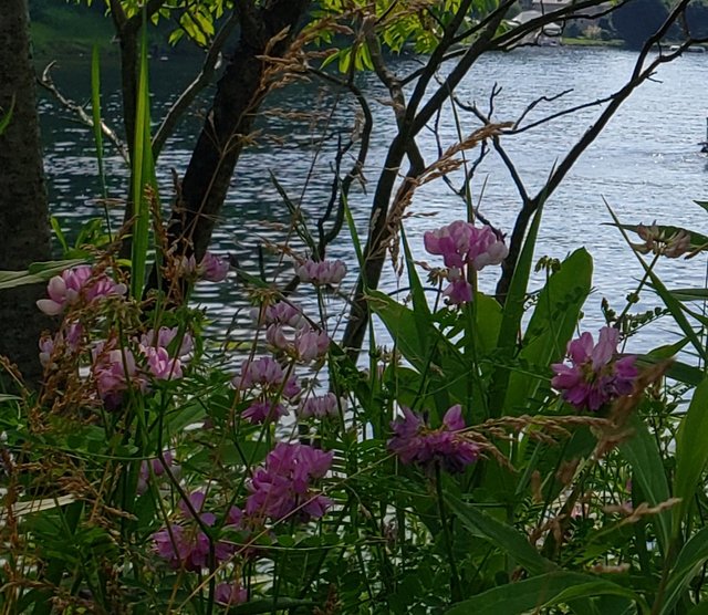20190902_001732.jpg