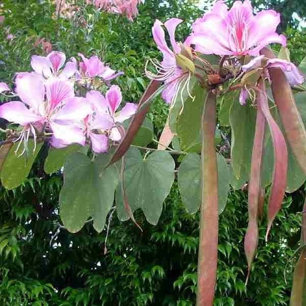 bauhinia-variegata-kanchnar-1_1024x.jpg