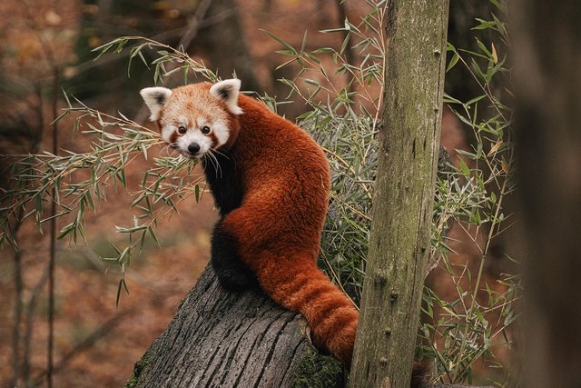 red-panda-8372704_1280.jpg