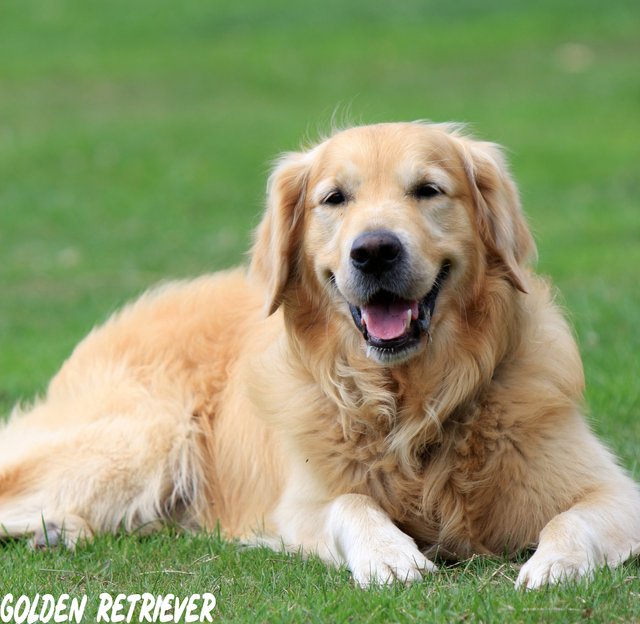 Golden Retriever.jpg