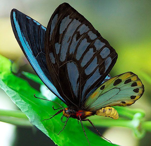 imagenes-mariposa-alas-de-pajaro-3.jpg