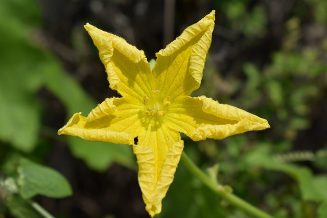 ridge-gourd-flower-2728304_1920.jpg