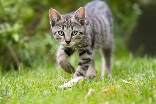 Outdoor-kitten-explores-the-garden-768x512.jpeg