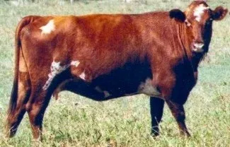 cow1.webp