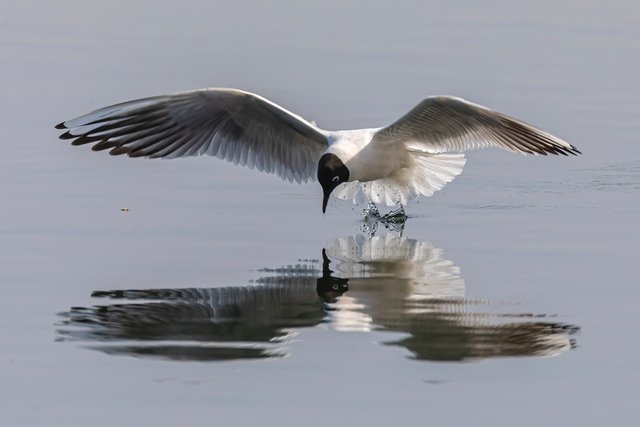 seagull-7101482_1280.jpg