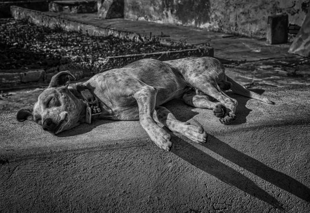 greyscale-shot-tired-homeless-cute-dog-sleeping-street-afternoon.jpg