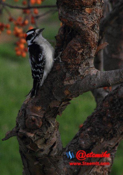 Downy Woodpecker PFW0026dwny.JPG