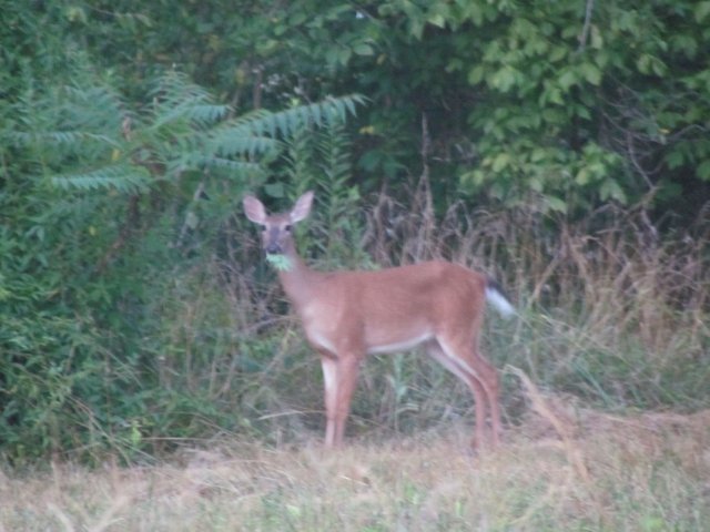 20120624 Deer a Fox and Fireflies 007.jpg