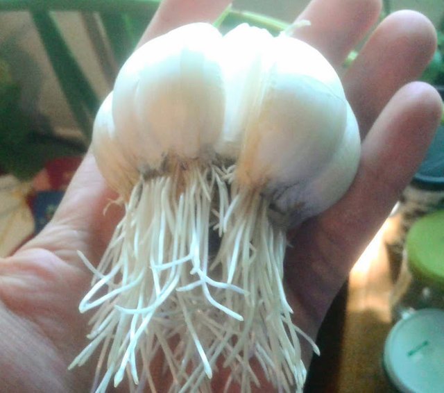 garlic.jpg