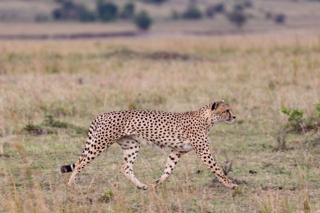 cheetah-7383852_1280.jpg