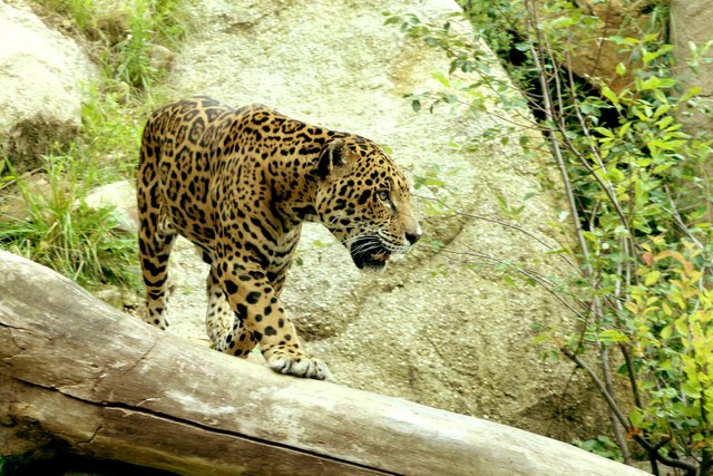 jaguar-on-tree-trunk (1).jpg