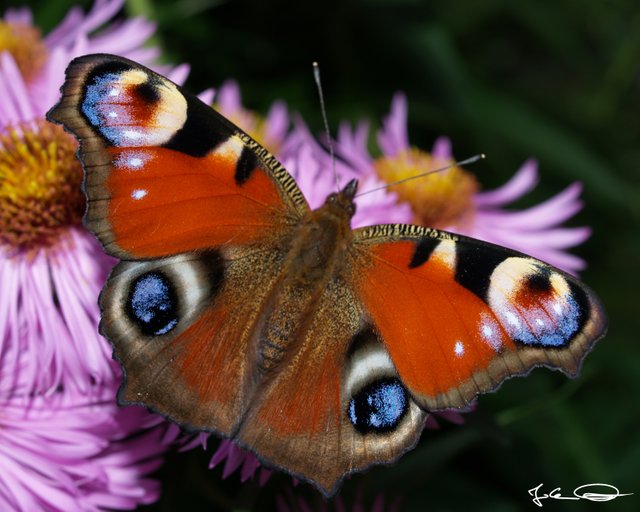 2018-10-Butterfly-European-Peacock-08.jpg